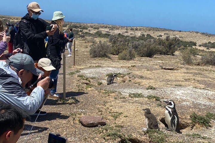 Punta Tombo Penguin Shore Tour from Puerto Madryn — Walk Among Magellanic Colonies photo 2
