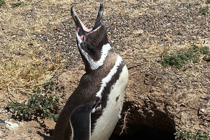 Punta Tombo Penguin Shore Tour from Puerto Madryn — Walk Among Magellanic Colonies photo 3