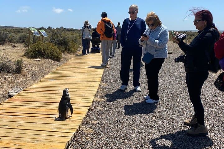 Punta Tombo Penguin Shore Tour from Puerto Madryn — Walk Among Magellanic Colonies photo 4