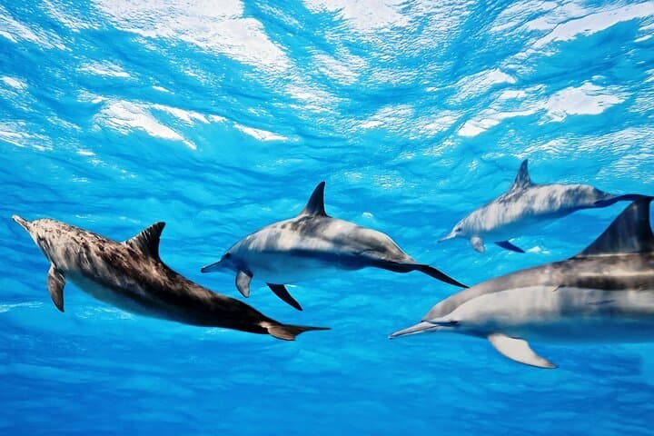Hurghada Dolphin House VIP: Luxury Yacht Snorkeling with Wild Dolphins photo 3