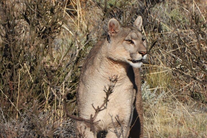 Full-Day Torres del Paine Tour: Grey Glacier, Salto Grande & Milodon Cave photo 4