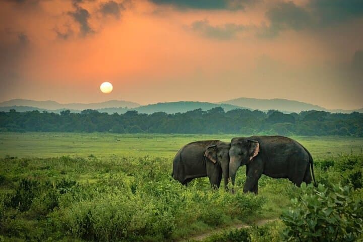 Minneriya National Park Elephant Safari from Sigiriya — Jeep Safari Guide