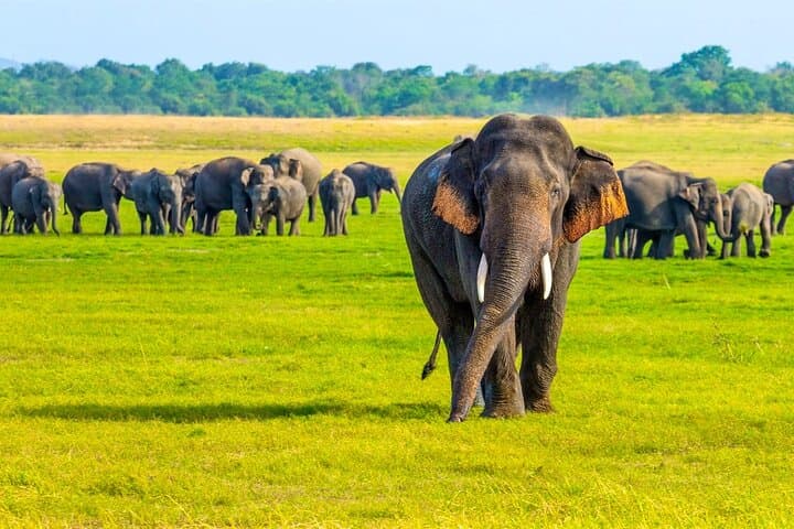 Minneriya National Park Elephant Safari from Sigiriya — Jeep Safari Guide photo 2