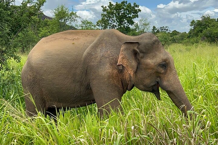 Minneriya National Park Elephant Safari from Sigiriya — Jeep Safari Guide photo 3