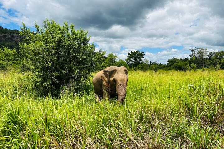 Minneriya National Park Elephant Safari from Sigiriya — Jeep Safari Guide photo 5