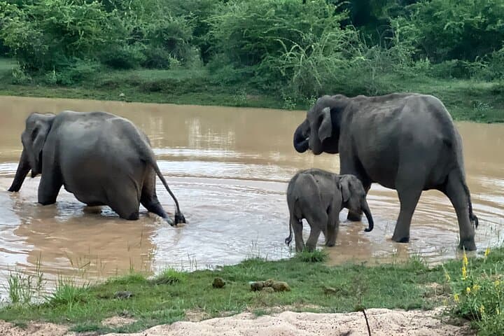 Minneriya National Park Elephant Safari from Sigiriya — Jeep Safari Guide photo 6