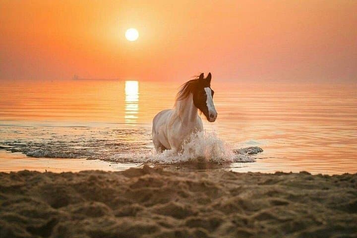 Hurghada Beach and Desert Horseback Ride: Ride and Swim the Red Sea photo 2