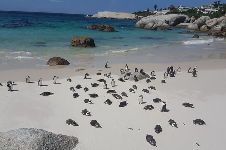 Cape of Good Hope & Boulders Beach Penguins — Full-Day Cape Peninsula Wildlife Tour photo 3