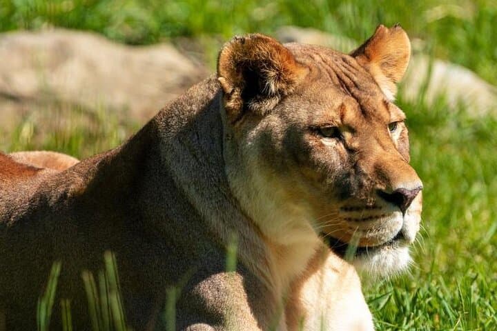 Calgary Zoo (Wilder Institute) Admission — Zones, Tips & Visitor Guide photo 3