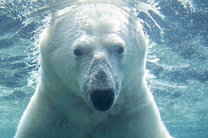 Calgary Zoo (Wilder Institute) Admission — Zones, Tips & Visitor Guide