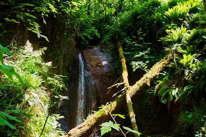 Trails Through Time: Bellevue Coal Creek History Hike photo 3