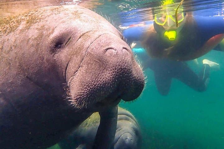 Private Manatee Snorkel Tour in Crystal River — Swim with Florida's Gentle Giants photo 3