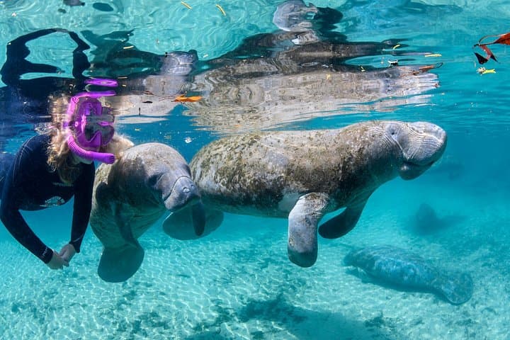 Private Manatee Snorkel Tour in Crystal River — Swim with Florida's Gentle Giants photo 2