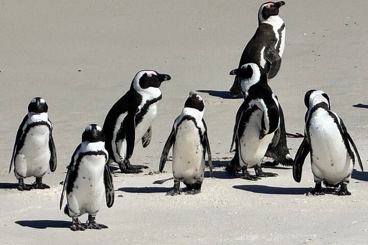 Cape of Good Hope & Boulders Beach Penguins — Full-Day Cape Peninsula Wildlife Tour photo 1