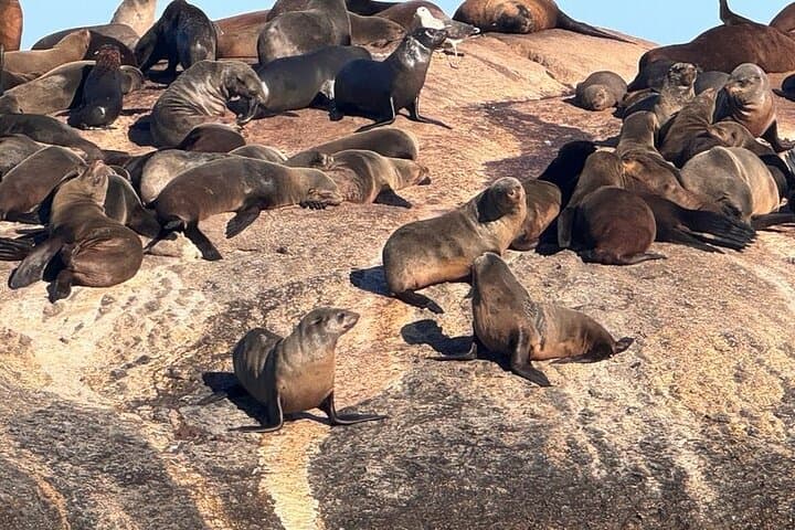 Cape of Good Hope & Boulders Beach Penguins — Full-Day Cape Peninsula Wildlife Tour photo 2