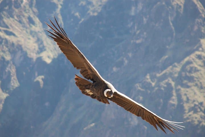 Hike to the Condor’s Nest and La Pajcha Waterfall — Samaipata Full-Day Adventure