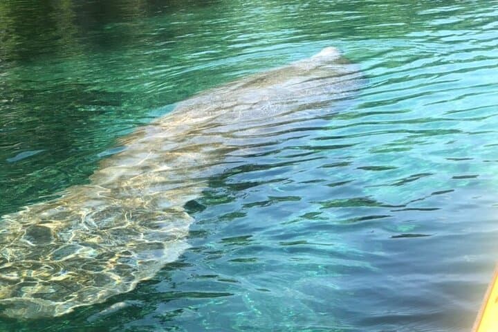 Manatee Springs Guided Kayak Tour: Paddle with Winter Manatees & Cypress Wetlands photo 4