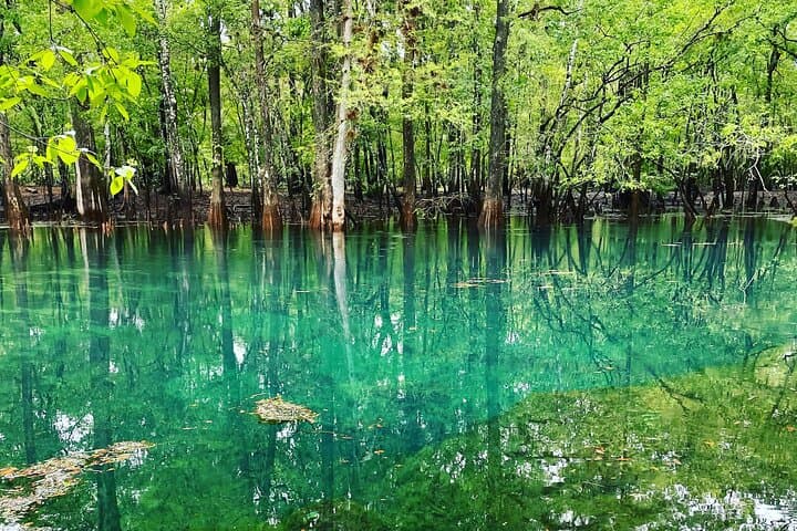 Manatee Springs Guided Kayak Tour: Paddle with Winter Manatees & Cypress Wetlands photo 6