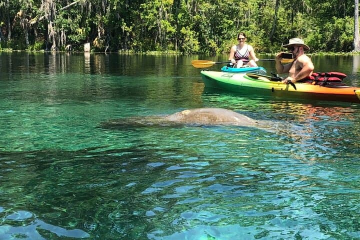Manatee Springs Guided Kayak Tour: Paddle with Winter Manatees & Cypress Wetlands