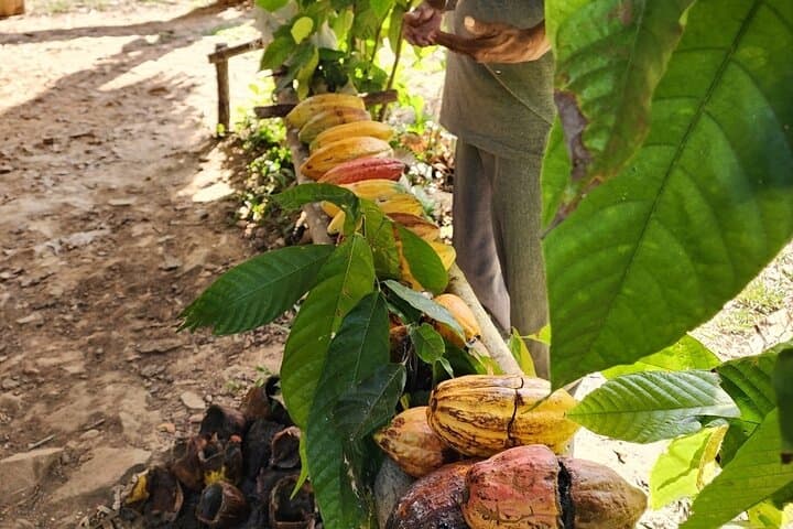 Mayan Chocolate & Maya King Waterfall Tour from Hopkins photo 4