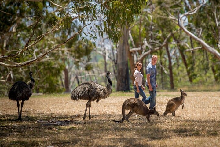 Adelaide Gems Tour: Central Market, Cleland Wildlife & McLaren Vale Wine Experience
