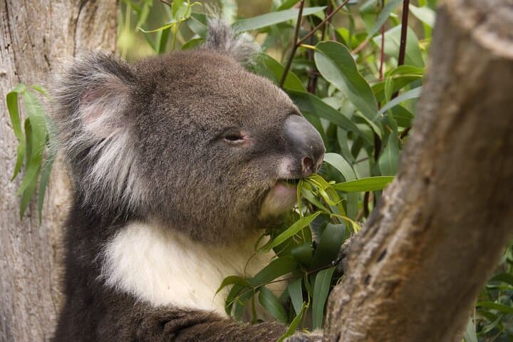Adelaide Gems Tour: Central Market, Cleland Wildlife & McLaren Vale Wine Experience photo 3