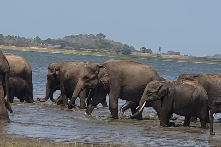 Great Elephant Gathering: Minneriya National Park Half-Day Private Jeep Safari