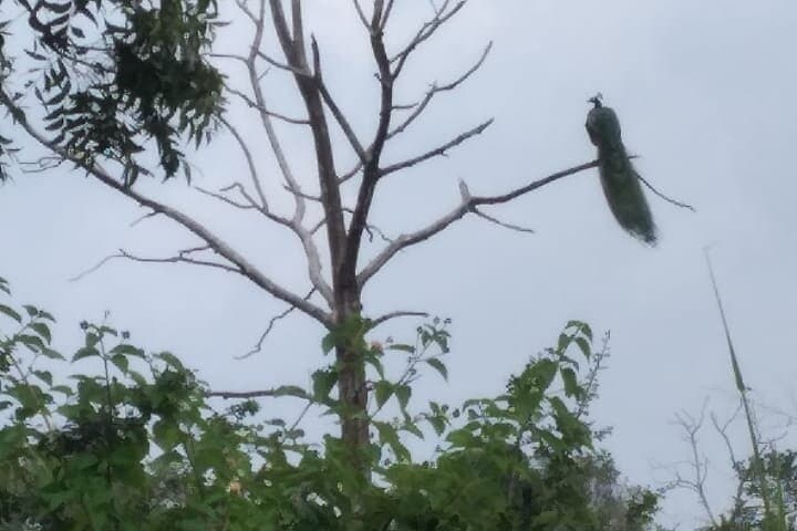 Great Elephant Gathering: Minneriya National Park Half-Day Private Jeep Safari photo 3