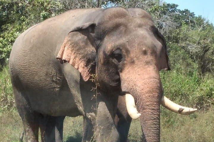 Great Elephant Gathering: Minneriya National Park Half-Day Private Jeep Safari photo 6