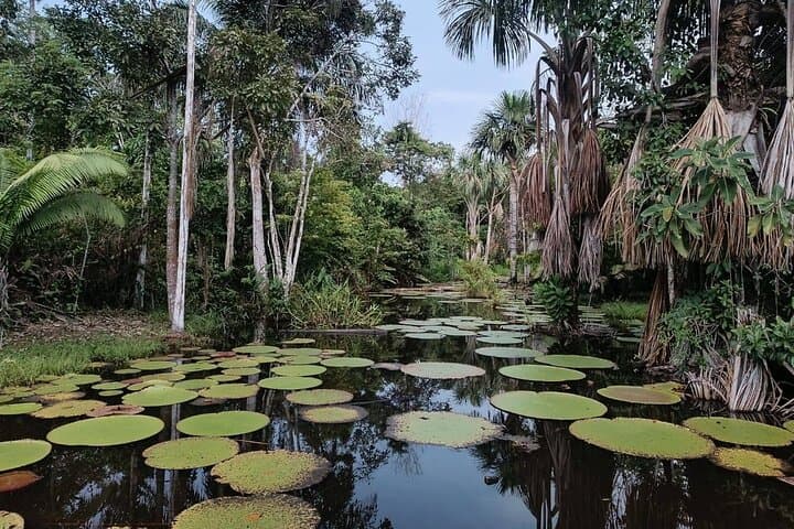 3-Night Amazon Jungle Retreat: Wildlife, Indigenous Culture & River Canoeing photo 4