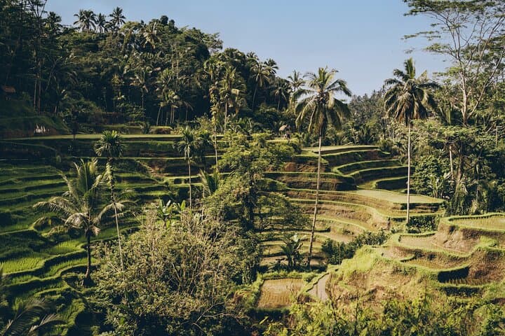 Custom Bali Private Day Tour with English-Speaking Driver — Ubud Temples, Rice Terraces & Waterfalls photo 2