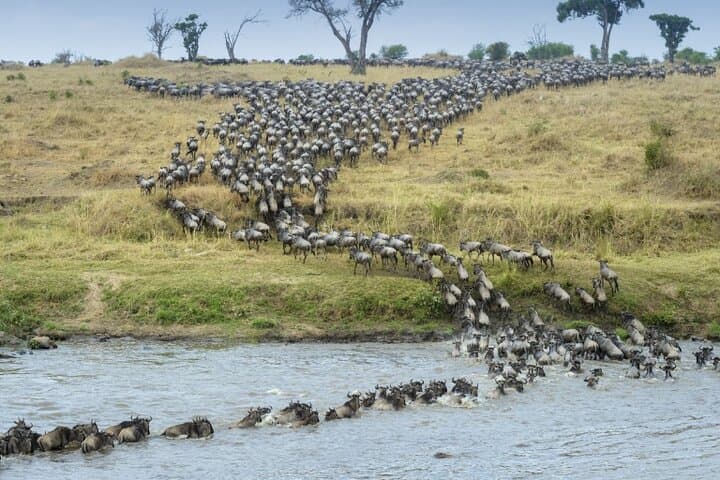 4-Day Fly-In Serengeti Migration Safari: Fast-Track to the Great Migration photo 2