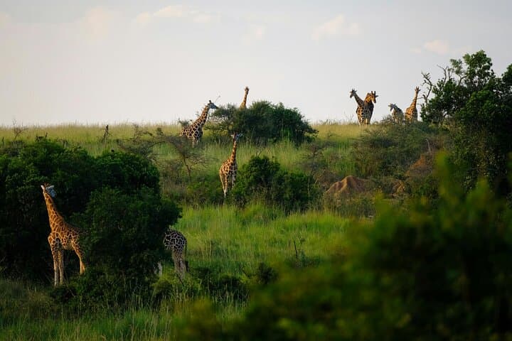 Walking Safari at Mosi-oa-Tunya: Up-Close Wildlife Walks from Livingstone photo 4