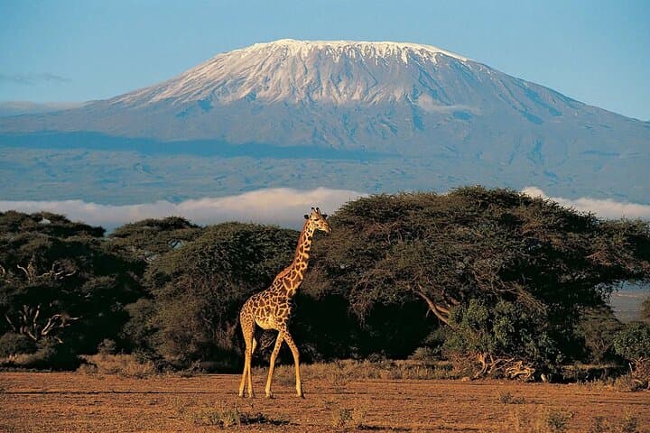 7-Day Rongai Route Kilimanjaro Climb to Uhuru Peak — Quiet Northern Approach photo 3