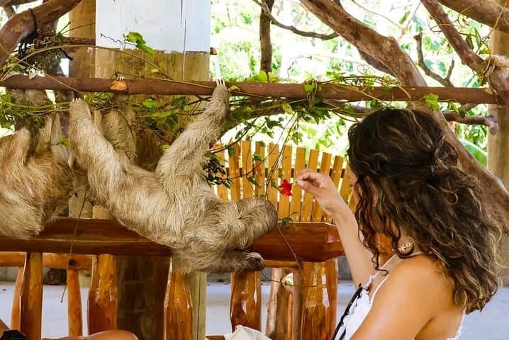Semi-Sub Glass-Bottom Cruise with Monkey & Sloth Encounter — Roatán photo 2
