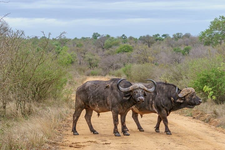 Half-Day Nairobi National Park Safari with Giraffe Centre & Sheldrick Elephant Orphanage photo 3