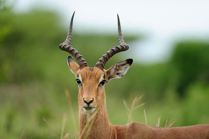 Half-Day Nairobi National Park Safari with Giraffe Centre & Sheldrick Elephant Orphanage photo 4