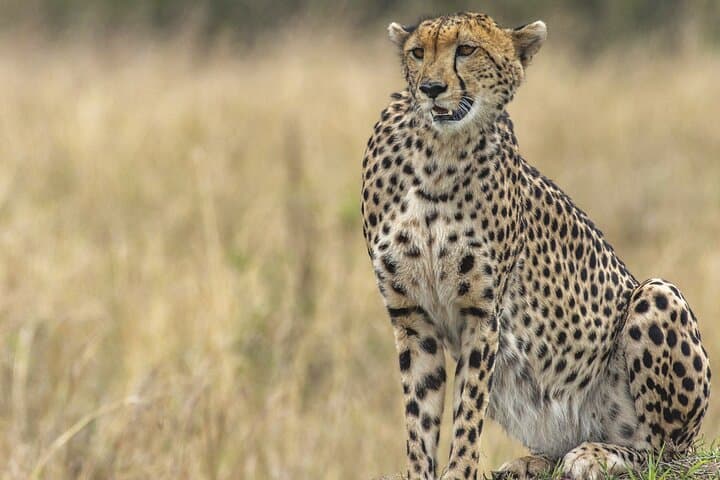 Half-Day Nairobi National Park Safari with Giraffe Centre & Sheldrick Elephant Orphanage photo 2
