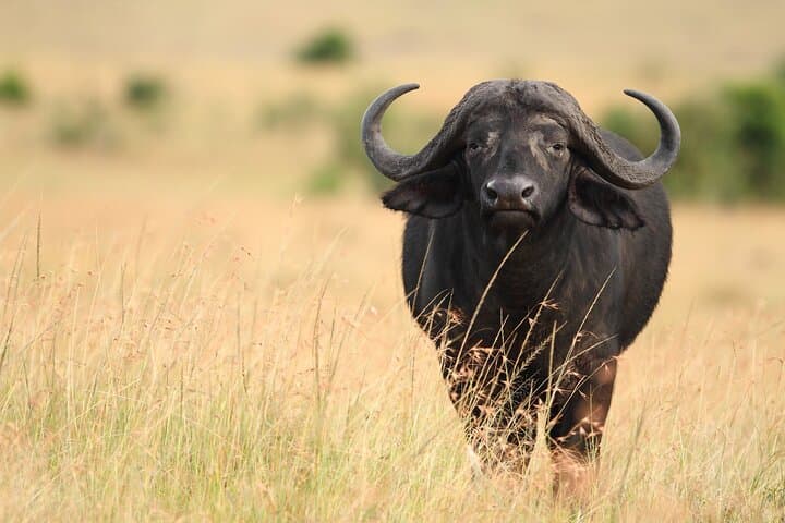 Half-Day Nairobi National Park Safari with Giraffe Centre & Sheldrick Elephant Orphanage photo 6