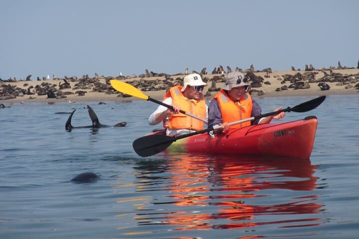 Kayak with the Pelican Point Seal Colony: Half-Day Tour from Walvis Bay