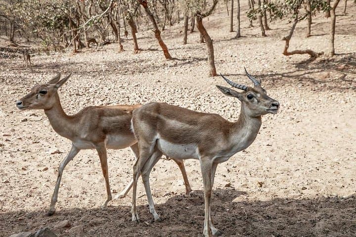 Tiger, Temple & Taj: 11-Day India Safari and Heritage Circuit photo 4