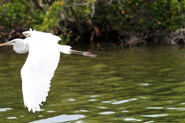 Cocoa Beach Dolphin Eco Cruise: Thousand Islands Wildlife Cruise photo 2