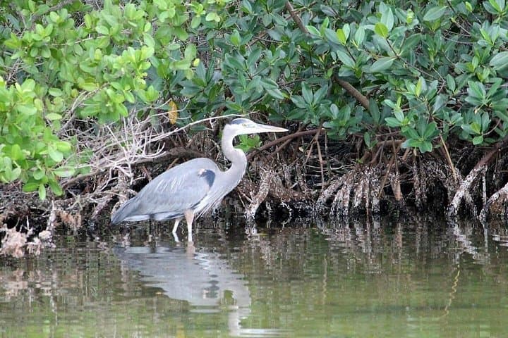 Cocoa Beach Dolphin Eco Cruise: Thousand Islands Wildlife Cruise photo 3
