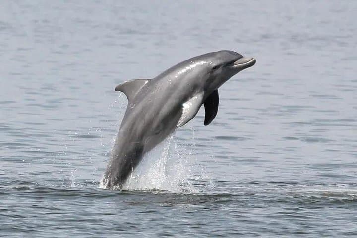 Cocoa Beach Dolphin Eco Cruise: Thousand Islands Wildlife Cruise photo 4