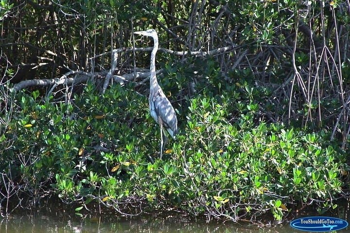 Cocoa Beach Dolphin Eco Cruise: Thousand Islands Wildlife Cruise photo 5
