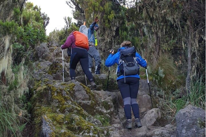 Conquer Kilimanjaro: The 8-Day Lemosho Route Adventure to Africa’s Roof