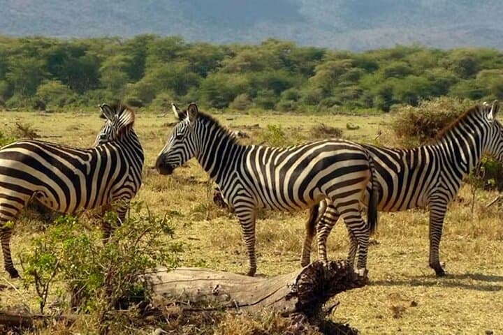 4-Day Maasai Mara & Lake Nakuru Safari — Big Five, Flamingos & Maasai Village photo 3