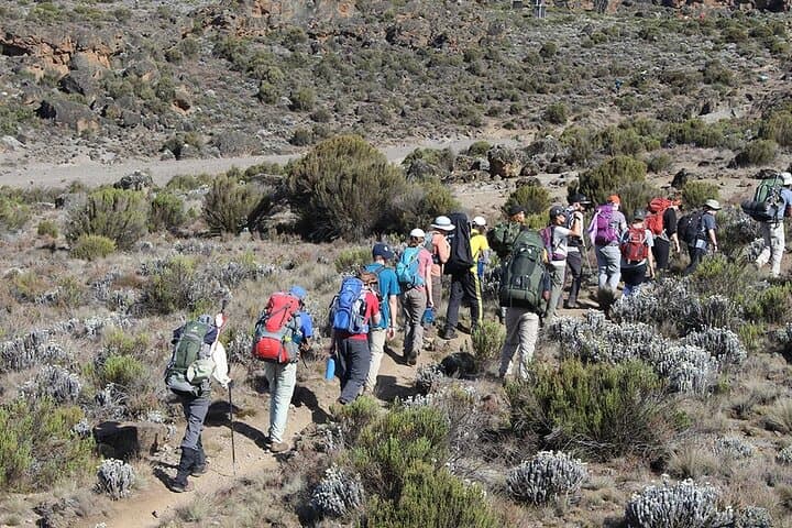 Conquer Kilimanjaro: The 8-Day Lemosho Route Adventure to Africa’s Roof photo 3