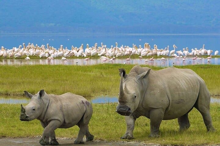 4-Day Maasai Mara & Lake Nakuru Safari — Big Five, Flamingos & Maasai Village