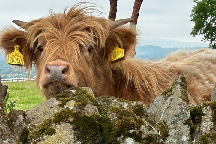 Stirling Castle, The Kelpies & Highland Cows: Private Shore Excursion with Whisky Tasting photo 6
